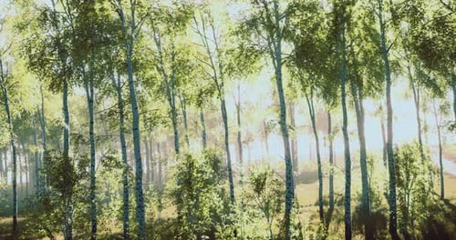 Light Filters Through Tall Trees in a Serene Forest During Golden Hour