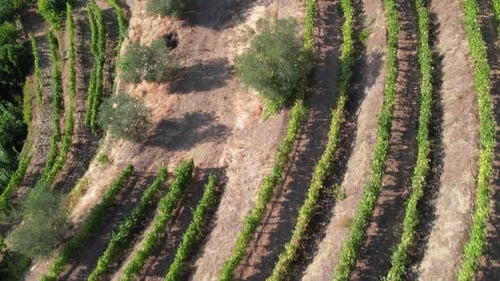 Rows of Green Vineyards