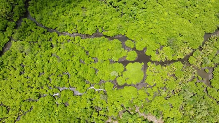 Mangrove Forest with Branching Water Channels Siargao Philippines ...