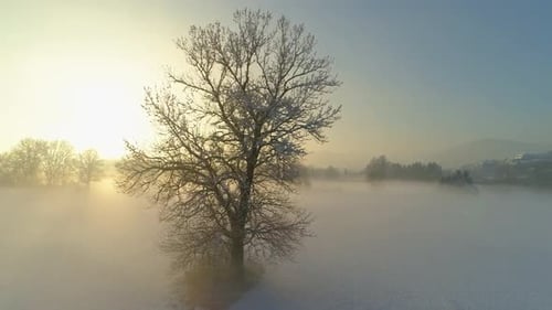 Foggy Winter Sunrise Over Snow Covered Field