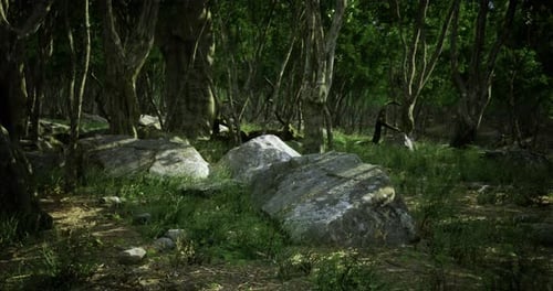 Lush Green Forest with Large Boulders and Dense Foliage in Midday Sunlight