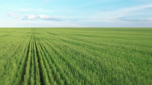 View of the Green Field and Blue Sky Aerial Shot