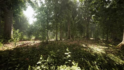 Misty Beech Forest on the Mountain Slope in a Nature Reserve