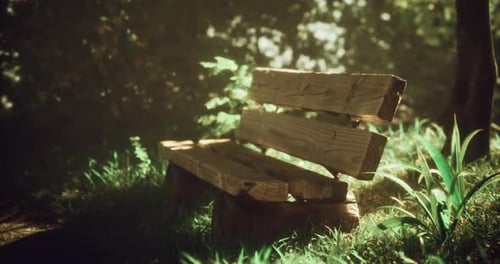 Wooden Bench Surrounded By Lush Greenery in a Tranquil Park Setting