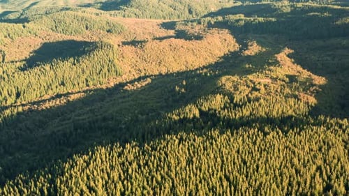 sun, europe, trees, woods, yellow, above, natural, trunk, roadway, scenery, car, asphalt, way, trans
