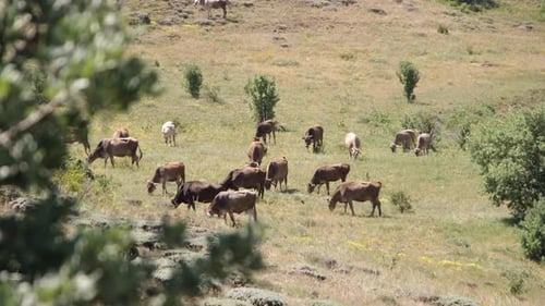 Kühe grasen auf der grünen Wiese
