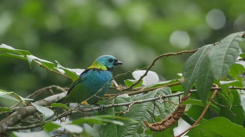 Tangara de cabeza verde sentada en una rama y volando, pájaro de la selva atlántica