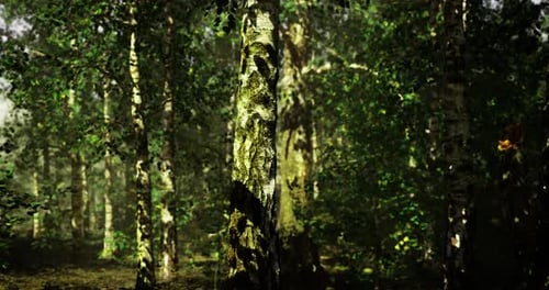 Sunlight Filters Through a Lush Forest Filled with Birch Trees and Greenery