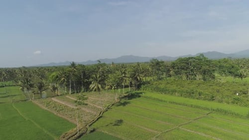 Rice Terraces and Agricultural Land in Indonesia