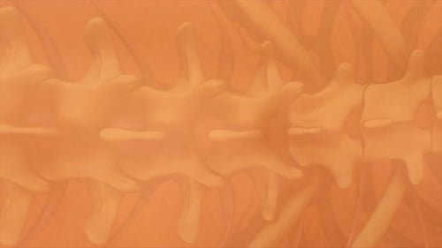 3D Human Spine Anatomy Medical Zoom Animation
