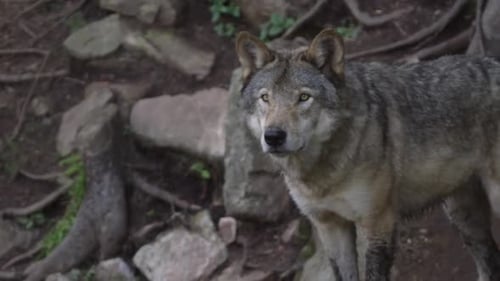 Canadian Wildlife - Lone wolf in the forest slow motion stance