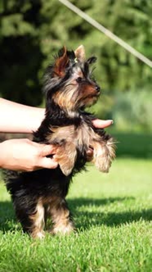 Yorkshire Terrier Puppy Sits in the arms of a girl against the background of green grass. Puppy runs