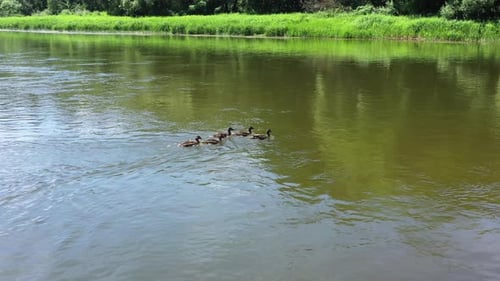 LUFTAUFNAHME: Follow-Aufnahme von fünf erwachsenen Enten, die gegen die Strömung im Fluss schwimmen
