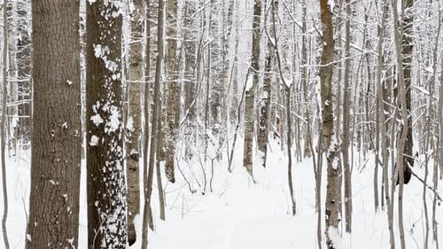 A Snowstorm in a Winter Public Park It is Snowing Heavily Snowflakes are Slowly Falling Tree