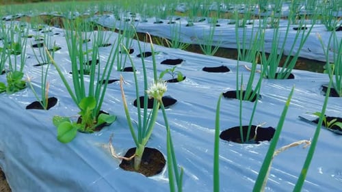 fresh spring onion vegetable farming