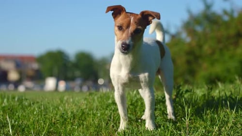 Curious Jack Russell Terrier Dog Standing in Green Meadow on Sunny Day