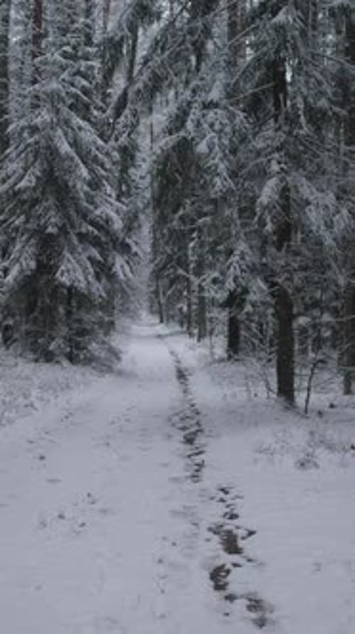 Journey Across Icy Forest Landscape Quiet Adventure Through Wintry Woods with Steady Mindful Strides