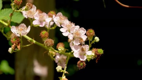 Bee Pollinating Flowers In Summer Garden