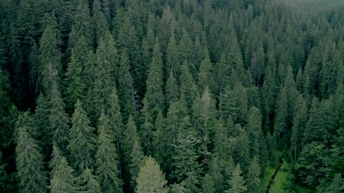 Lush Evergreen Forest Aerial View in Daytime