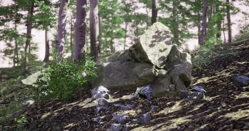 Large Rock Surrounded By Trees and Vegetation on Forest Floor During Daylight