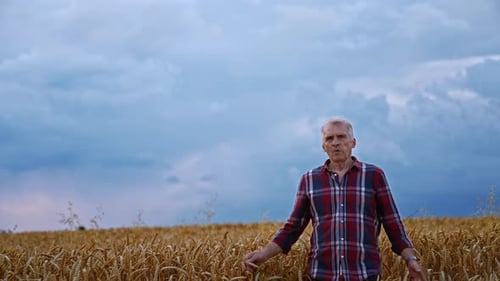 Serious old man in checkered shirt walks by the ripe wheat field.