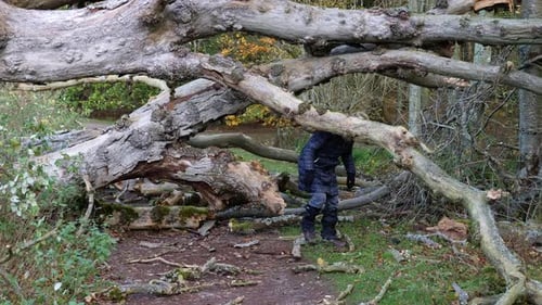 Lady scrambles through branches of a fallen tree blocking the path