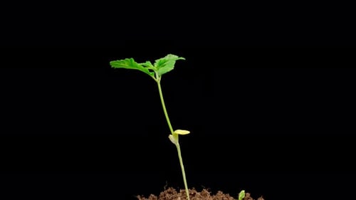 Marijuana Plant Growing
