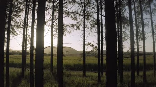 4k drone footage of trees in a forest