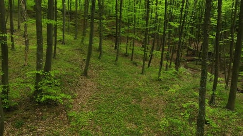 Aerial view of a epic forest