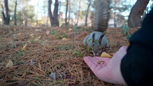 Close-up view of a curious fluffy squirrel taking a nut from a child's hand