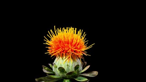 Safflower Flower Blossom Time Lapse on Black Background