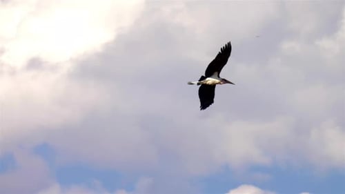 Marabou Stork in Flight, Afrique