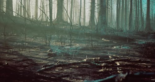 Silent Aftermath of a Fire Exploring the Charred Resilient Landscape