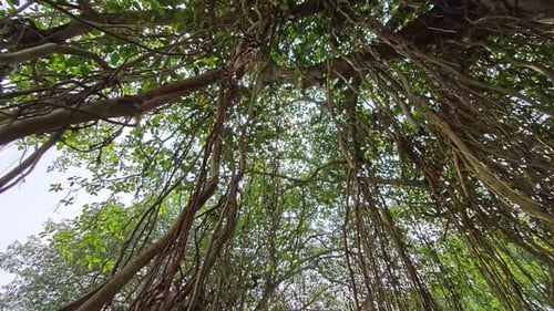 Looking up at Banyan Tree with Sunlight