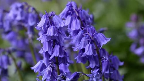 Closeup of Bluebells. Spring. UK.