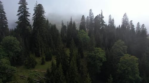 Foggy Spruce Forest In The Mountains