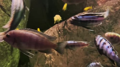 Colorful Fish Aquarium