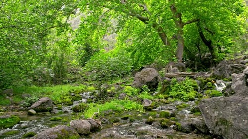 Stream Flowing In Forest