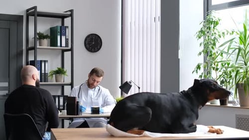 A Sick Doberman Dog is at the Vet's Appointment