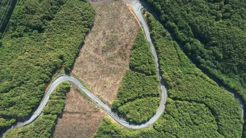 Luftweg und Wald