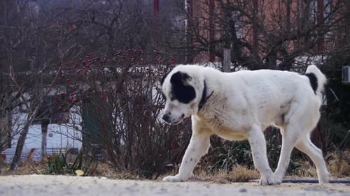 Hungry Homeless Big Dog on the Street in Winter Eats Food Slow Motion