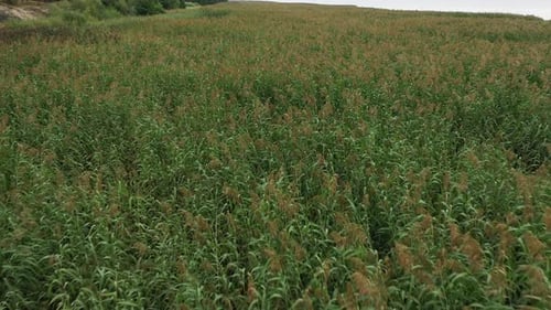 Drone Footage of a Reed Field in Daytime