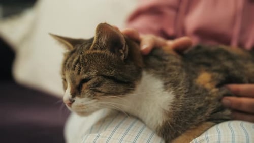 Portrait of Domestic Adorable Pet Cat Relaxing with Family at Home