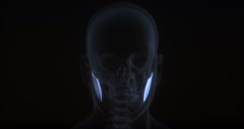 3D Human Head Anatomy Scan Medical Animation