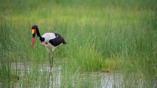 Saddle-Billed Stork in African Wetlands Colorful Wading Bird Wildlife Footage in Natural Habitat