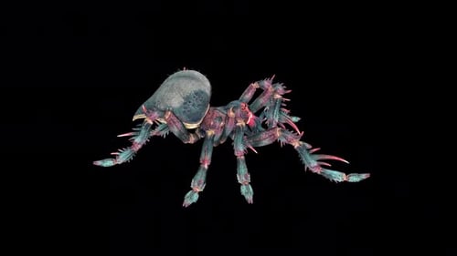Wild Spider Walk 3
