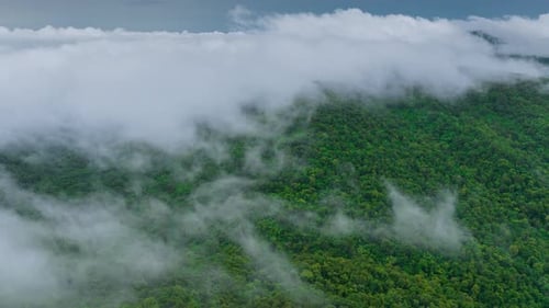 White fog or clouds moving over the green forest below.
