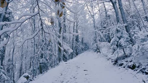 Winter Forest Nature