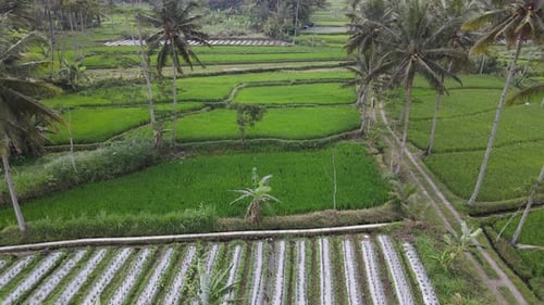 Aerial view of rice paddies, Indonesia.