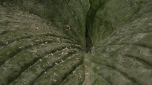Rain water drops on giant leaf plant